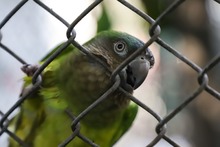 La fauna ex&oacute;tica en Cali ya se volvi&oacute; paisaje