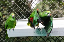 La fauna ex&oacute;tica en Cali ya se volvi&oacute; paisaje