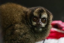 La fauna ex&oacute;tica en Cali ya se volvi&oacute; paisaje