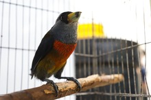 La fauna ex&oacute;tica en Cali ya se volvi&oacute; paisaje