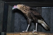 La fauna ex&oacute;tica en Cali ya se volvi&oacute; paisaje