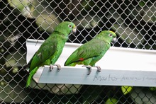 La fauna ex&oacute;tica en Cali ya se volvi&oacute; paisaje
