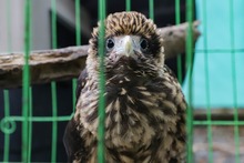 La fauna ex&oacute;tica en Cali ya se volvi&oacute; paisaje