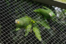 La fauna ex&oacute;tica en Cali ya se volvi&oacute; paisaje