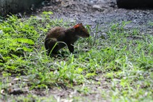 La fauna ex&oacute;tica en Cali ya se volvi&oacute; paisaje