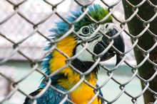 La fauna ex&oacute;tica en Cali ya se volvi&oacute; paisaje