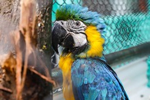 La fauna ex&oacute;tica en Cali ya se volvi&oacute; paisaje