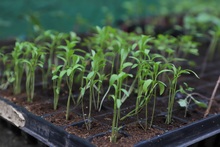 Siembras para la vida, la reconciliaci&oacute;n y el fortalecimiento del tejido social