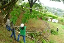 Dagma ha erradicado 13.500 &aacute;rboles que generaban riesgo en la ciudad 