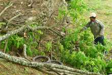 Dagma ha erradicado 13.500 &aacute;rboles que generaban riesgo en la ciudad 