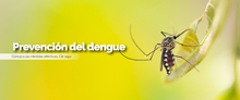 BannerHome_Cotsa_Dengue_Mesa de trabajo 1 copia