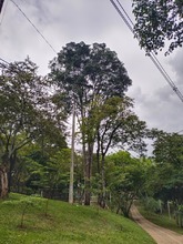 Cali, la ciudad de los 25 bosques urbanos