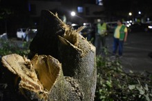 Suspenden tala ilegal de cuatro individuos arb&oacute;reos en unidad residencial al sur de Cali