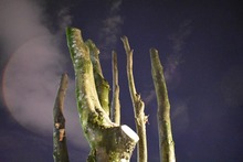 Suspenden tala ilegal de cuatro individuos arb&oacute;reos en unidad residencial al sur de Cali