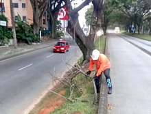 Fundaciones forestales retiraron 80 toneladas de residuos vegetales de corredores viales 