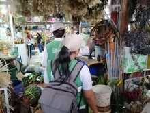 Dagma inicia operativos contra el tr&aacute;fico de fauna y flora silvestre