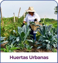 Huertas urbanas