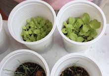 Madres sustitutas de Aldeas Infantiles S.O.S construyeron huertas urbanas