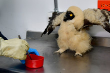 Dagma rescat&oacute; un b&uacute;ho beb&eacute; de especie poco com&uacute;n en Cali