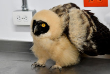 Dagma rescat&oacute; un b&uacute;ho beb&eacute; de especie poco com&uacute;n en Cali