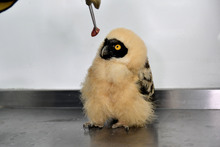 Dagma rescat&oacute; un b&uacute;ho beb&eacute; de especie poco com&uacute;n en Cali