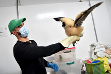 Dagma rescat&oacute; un b&uacute;ho beb&eacute; de especie poco com&uacute;n en Cali