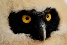 Dagma rescat&oacute; un b&uacute;ho beb&eacute; de especie poco com&uacute;n en Cali