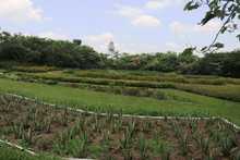 Semana de recorrido ambiental en el &ldquo;Coraz&oacute;n de Pance&rdquo;