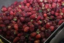 Precios de la canasta familiar permanecen estables