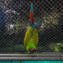  Dagma, esperanza de vida para especies v&iacute;ctimas del tr&aacute;fico de fauna silvestre