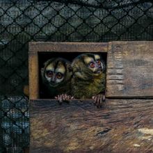 Dagma, esperanza de vida para especies v&iacute;ctimas del tr&aacute;fico de fauna silvestre