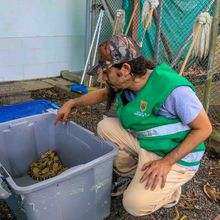 Dagma, esperanza de vida para especies v&iacute;ctimas del tr&aacute;fico de fauna silvestre