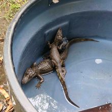 Dagma, esperanza de vida para especies v&iacute;ctimas del tr&aacute;fico de fauna silvestre