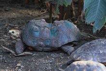 Dagma, esperanza de vida para especies v&iacute;ctimas del tr&aacute;fico de fauna silvestre