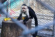 Dagma, esperanza de vida para especies v&iacute;ctimas del tr&aacute;fico de fauna silvestre