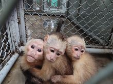 Dagma, esperanza de vida para especies v&iacute;ctimas del tr&aacute;fico de fauna silvestre