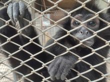 Dagma, esperanza de vida para especies v&iacute;ctimas del tr&aacute;fico de fauna silvestre