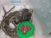 Dagma, esperanza de vida para especies v&iacute;ctimas del tr&aacute;fico de fauna silvestre