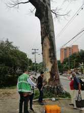 Grave agresi&oacute;n a ceiba notable en la calle quinta