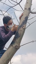 Una ceiba crecer&aacute; sana y fuerte al lado del monumento en el &lsquo;Bosque de los Estudiantes&rsquo;