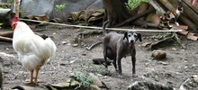 Centro de Bienestar Animal atiende a caninos y felinos que quedaron desamparados en Montebello