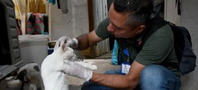 Centro de Bienestar Animal atiende a caninos y felinos que quedaron desamparados en Montebello