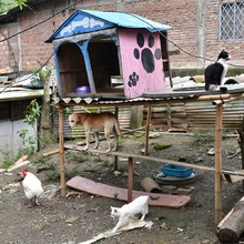 Centro de Bienestar Animal atiende a caninos y felinos que quedaron desamparados en Montebello