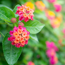 Estado recursos naturales