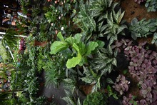 M&aacute;s de un millar de emergencias arb&oacute;reas confirman que &ldquo;la moda s&iacute; incomoda&rdquo;