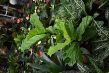 M&aacute;s de un millar de emergencias arb&oacute;reas confirman que &ldquo;la moda s&iacute; incomoda&rdquo;