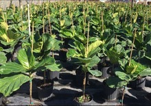 M&aacute;s de un millar de emergencias arb&oacute;reas confirman que &ldquo;la moda s&iacute; incomoda&rdquo;