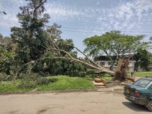 M&aacute;s de un millar de emergencias arb&oacute;reas confirman que &ldquo;la moda s&iacute; incomoda&rdquo;