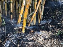 Alcald&iacute;a ofrece hasta $5 millones para capturar a responsables de incendios en &aacute;reas protegidas y en bienes p&uacute;blicos o privados 