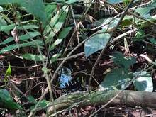 &lsquo;Coraz&oacute;n de Pance&rsquo;: una apuesta de ciudad para la mitigaci&oacute;n y adaptaci&oacute;n al cambio clim&aacute;tico